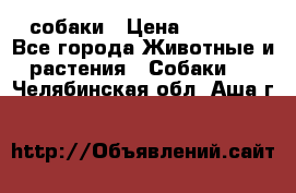 собаки › Цена ­ 2 500 - Все города Животные и растения » Собаки   . Челябинская обл.,Аша г.